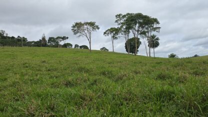 Fazenda a venda em Ilhéus Apuarana